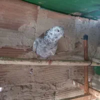 کفتر گرفتنی|پرنده|کهریزک, |دیوار