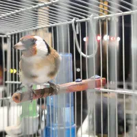 سهره نر انتیک|پرنده|قدس, شهر‌قدس|دیوار