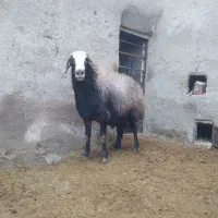 فروش قوچ گله وبره قوچ