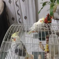 جفت عروس هلندی