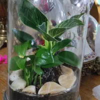 گل طبیعی داخل تنگ