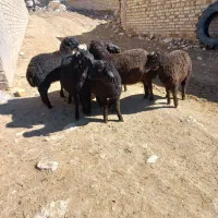 فروش بره نر پای پروار