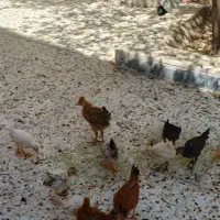 13تا جوجه مرغ و خروس همراه با مادرشون
