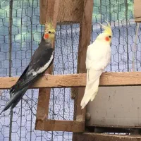 جفت عروس مولد بشرط