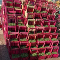 سبزه عید|گل و گیاه طبیعی|پاکدشت, پاکدشت (مامازند)|دیوار