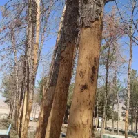 چوب کاج خشک|عمدهفروشی|تربتحیدریه, پائین ولایت|دیوار