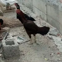 فروش مرغ خروس