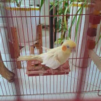 عروس هلندی|پرنده|رشت, شهرک شهید رجایی|دیوار