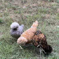 مرغ پولند لهستانی چاپتیز اورجینال|حیوانات مزرعه|رضوانشهر, |دیوار