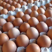 تخم مرغ محلی|خوردنی و آشامیدنی|همدان, |دیوار