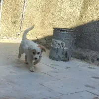 سگ خونگی|سگ|پیشوا, |دیوار