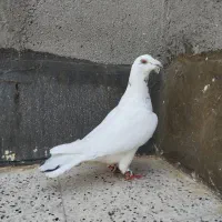 سار|پرنده|مشهد, كنويست|دیوار