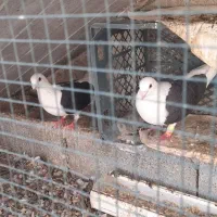 کبوتر پشتی،دم سفید، خارجی