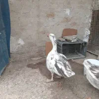 غاز|حیوانات مزرعه|کرج, شهرک جهان‌نما|دیوار