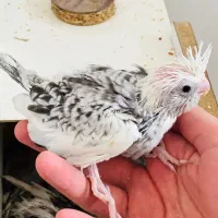 جوجه عروس هلندی سرلاکی