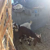 دوتا گیسه پاکستانی قیمت دوتا 15تومن|حیوانات مزرعه|قلعه گنج, |دیوار