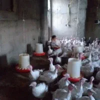 پنج  عدد بوقلمون دوماهه