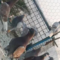 ۴۰ عدد پیازی غوره ای گوره ای خطی|پرنده|برازجان, |دیوار