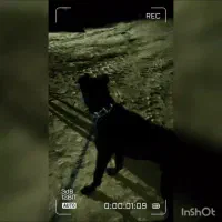 سگ سرابی پژدر|سگ|تهران, امیریه|دیوار