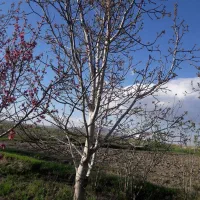 باغ وباغچه زراعی|فروش دفتر صنعتی، کشاورزی، تجاری|محمدبار, |دیوار