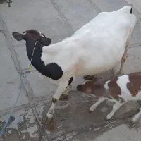 دو راس گاو|حیوانات مزرعه|دیواندره, |دیوار