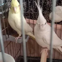 عروس هلندی جفت مولد