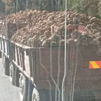 چقندر قند وتفاله دونم