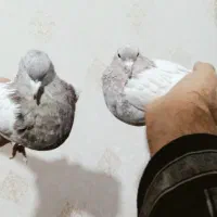 کفتر|پرنده|زرند, |دیوار