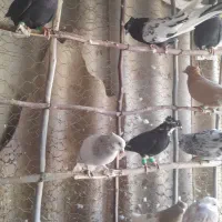 دمسفید پرشی|پرنده|جوین, |دیوار