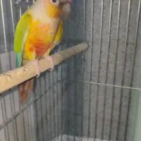 طوطی ملنگو گرینچیک عروس  هلندی