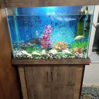 آکواریوم با ماهی