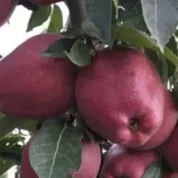 اکیپ کارگری سیب چینی هستیم باسابقه.