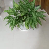 گل طبیعی
