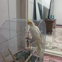 طوطی عروس فول دستی|پرنده|الوند, |دیوار