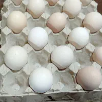 تخم مرغ محلی|حیوانات مزرعه|خوی, |دیوار