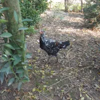 ۷ عددجوجه مرغ لاری تازه وارد ۷ ماه شدن|حیوانات مزرعه|ماسال, |دیوار