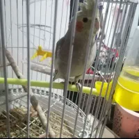 مرغ عشق و عروس هلندی|پرنده|مشهد, اروند|دیوار