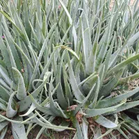 فروش آلوئه ورا