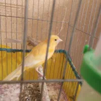 قناری نر پرتغالی|پرنده|اصفهان, زاجان|دیوار