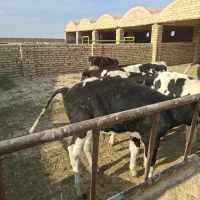 گوساله نر صنعتی|حیوانات مزرعه|جعفرآباد, |دیوار