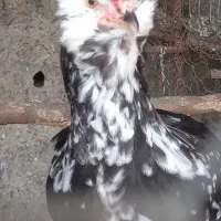 نیمچه خروس گلین