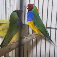 جفت فنچ گلدین