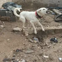 حیوون|سگ|ششده و قره بلاغ, |دیوار