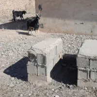 بز خلج خال پشت