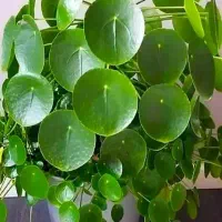 گل فروش (ضبط پاییونیر)