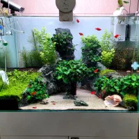 گیاه آنوبیاس پلنت