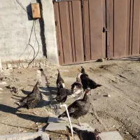 بوقلمون ماده