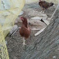 مرغ لاری خروس محلی