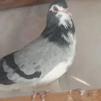 تعدادی دمگیر درجه یک|پرنده|اصفهان, پوریای ولی|دیوار