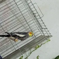 عروس هلندی سخنگو